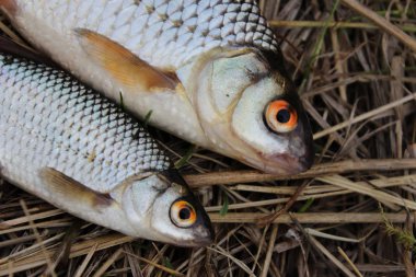Çim zemin üzerine beyaz nehir balığı