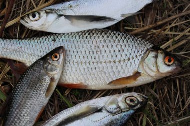 Çim zemin üzerine beyaz nehir balığı