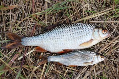 Çim zemin üzerine beyaz nehir balığı