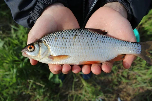 Белая рыба на фоне травы — стоковое фото