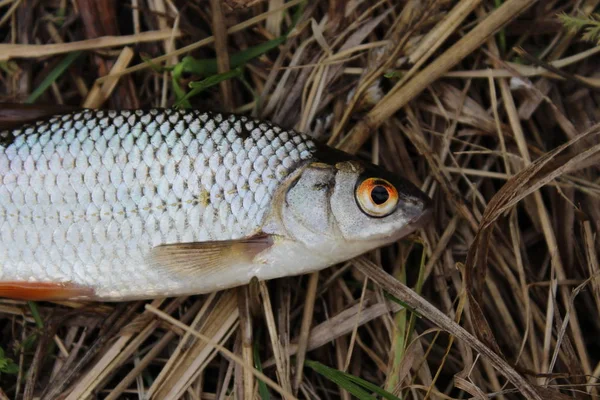 Flussweißer Fisch auf einem Hintergrund aus Gras — Stockfoto