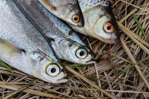 River white fish on a background of grass