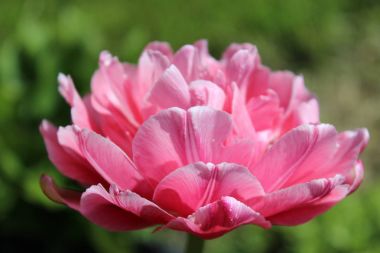 Yeşil bahar arka plan üzerinde mor ve pembe laleler