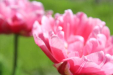 Yeşil bahar arka plan üzerinde mor ve pembe laleler