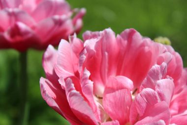 Yeşil bahar arka plan üzerinde mor ve pembe laleler