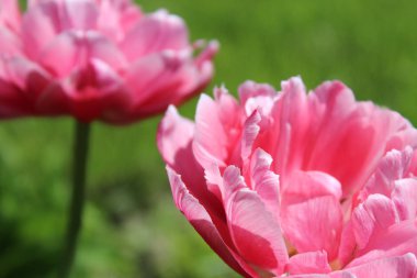 Yeşil bahar arka plan üzerinde mor ve pembe laleler