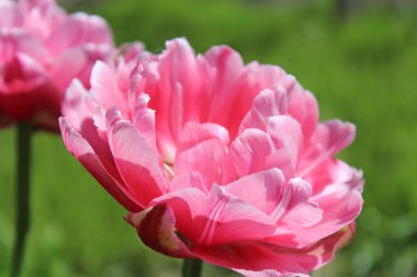 Yeşil bahar arka plan üzerinde mor ve pembe laleler