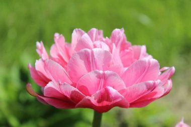 Yeşil bahar arka plan üzerinde mor ve pembe laleler