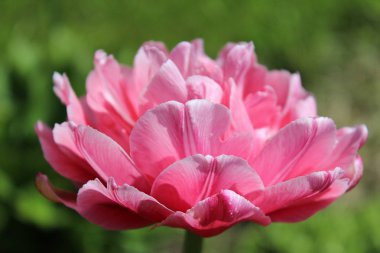 Yeşil bahar arka plan üzerinde mor ve pembe laleler