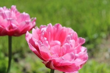 Yeşil bahar arka plan üzerinde mor ve pembe laleler