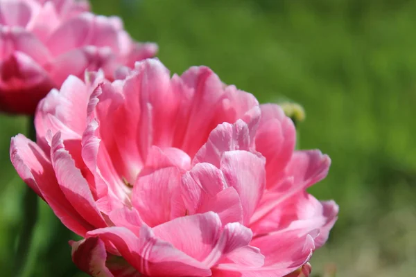 Фиолетовые и розовые тюльпаны на зеленом весеннем фоне — стоковое фото