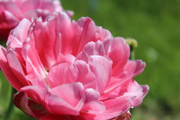 Fialové a růžové tulipány na pozadí zeleného jara — Stock fotografie zdarma