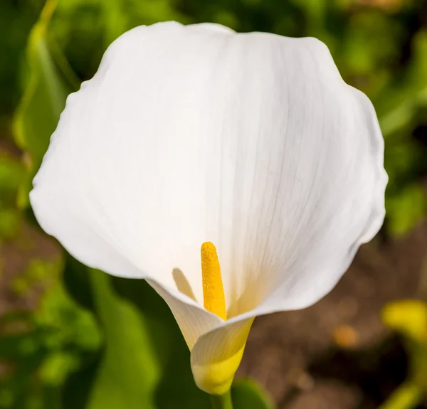 Witte arum lily — Stockfoto