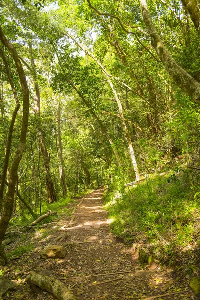 Tabella Mountain Walking Track — Foto Stock