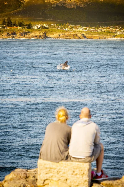 Casal em Hermanus ao pôr do sol baleia assistindo — Fotografia de Stock