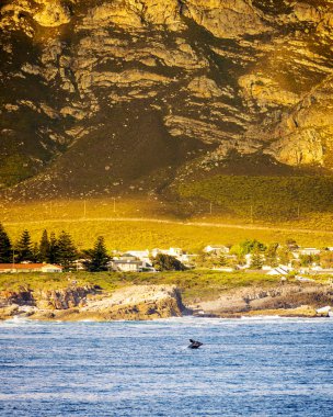 Hermanus Balina İzleme