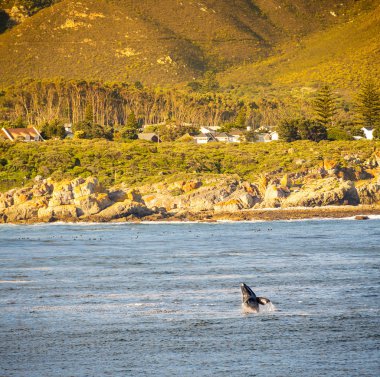 Hermanus Whale Watching clipart