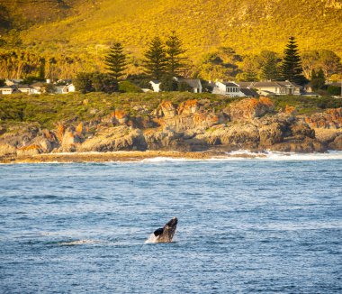 Hermanus balina izlerken sezon