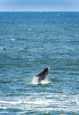 Güney gerçek balinası ihlal