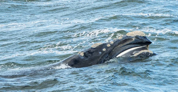 Superfícies de baleia Baleen — Fotografia de Stock