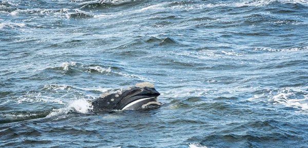 Powierzchnie fiszbin wielorybów — Zdjęcie stockowe