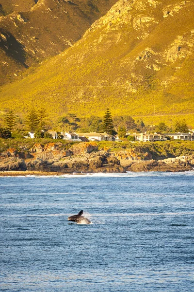 Observação de baleias hermanus — Fotografia de Stock