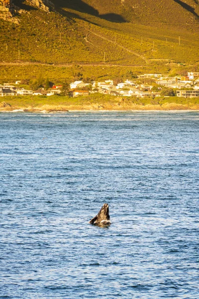 Estação de observação de baleias Hermanus — Fotografia de Stock