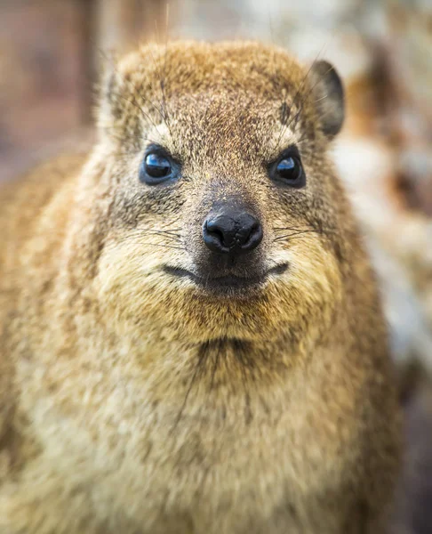 Rock Badger Zuid-Afrika — Stockfoto