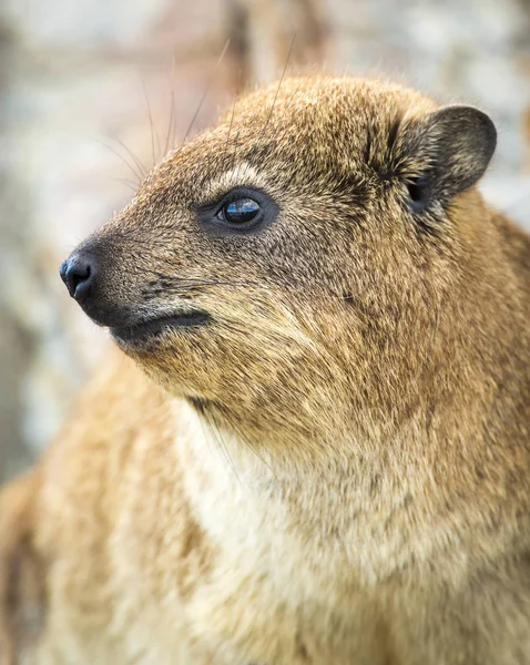 Rock Badger Afrika — Stockfoto