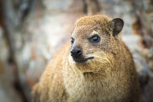 Rock Dassie Zuid-Afrika — Stockfoto