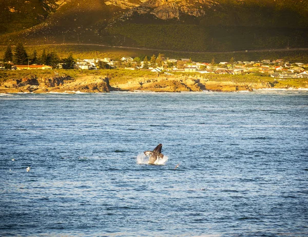 Zuid-Afrika Whale Watching — Stockfoto