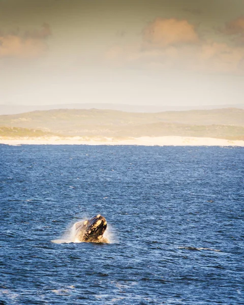 Baleine noire du Sud au coucher du soleil — Photo