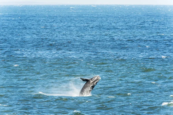 Wieloryb biskajski południowy naruszenie — Zdjęcie stockowe