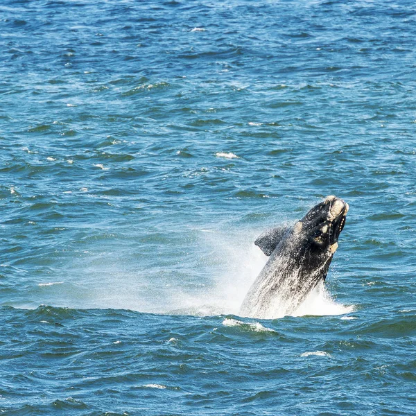 Wieloryb biskajski południowy naruszenie — Zdjęcie stockowe