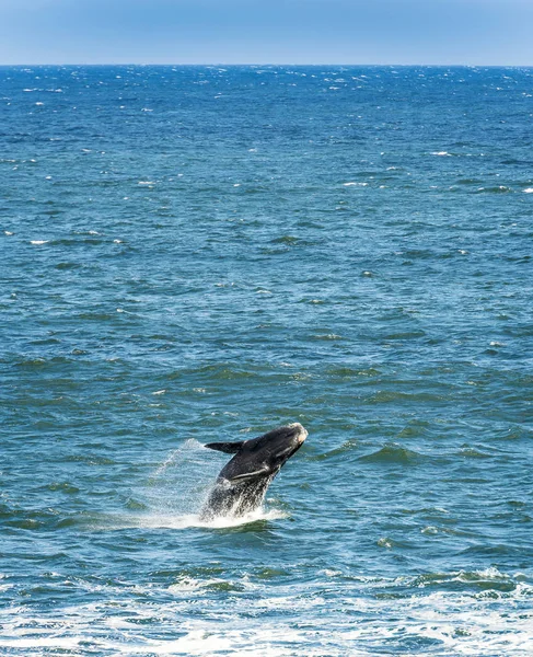 Wieloryb biskajski południowy skoki — Zdjęcie stockowe