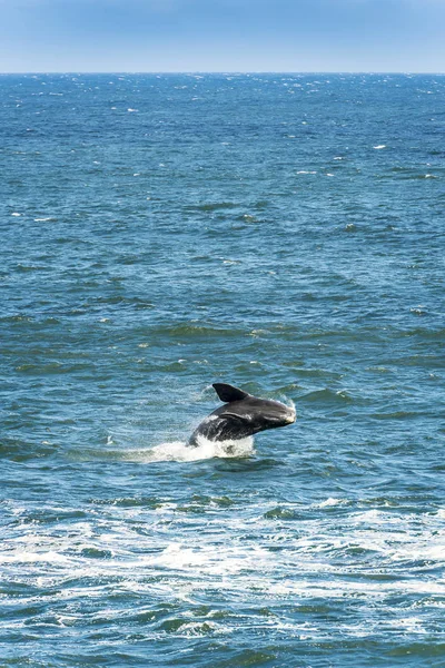 Южный правый кит — стоковое фото
