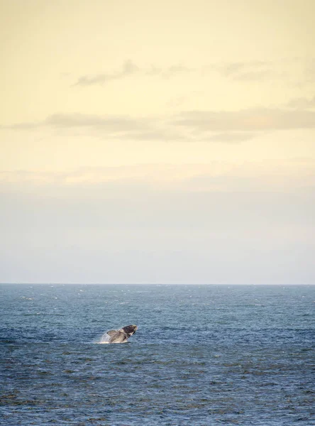 Saltos de ballena franca sur — Foto de Stock