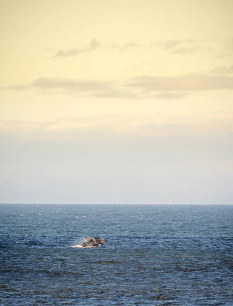 Wieloryb biskajski południowy skacze — Zdjęcie stockowe