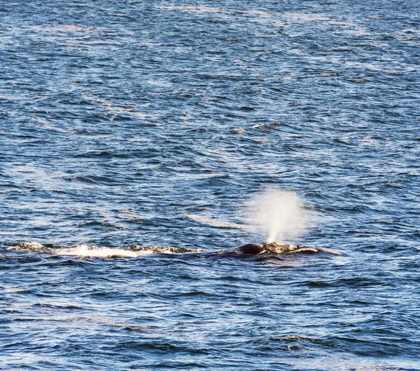 Caño de agua de ballena franca sur — Foto de Stock