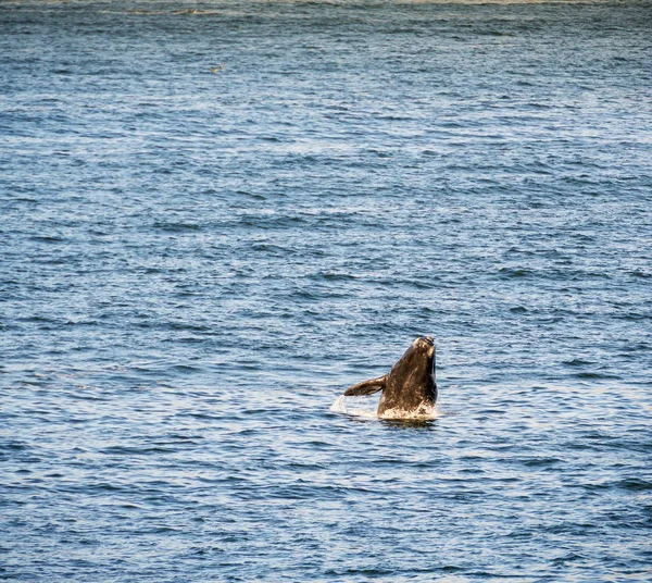 Aleta de ballena Océano — Foto de Stock