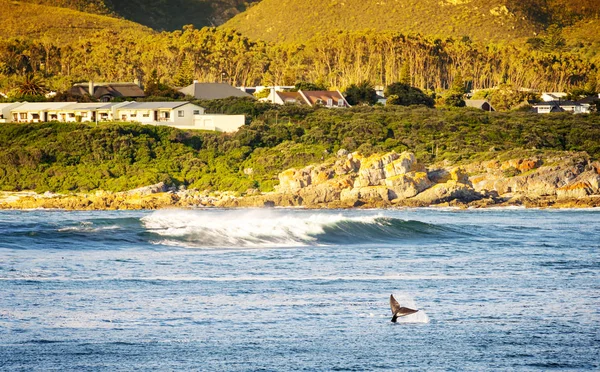 Cauda de baleia em Hermanus, África do Sul — Fotografia de Stock
