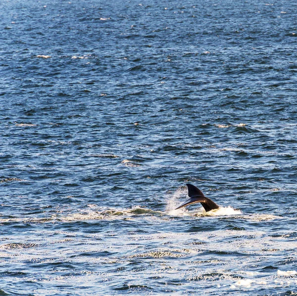 Staart van de walvis in Oceaan — Stockfoto