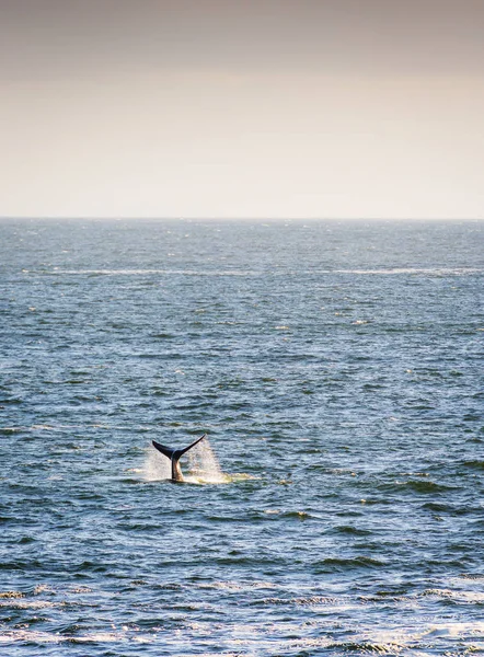 Whale Tail na horyzoncie — Zdjęcie stockowe