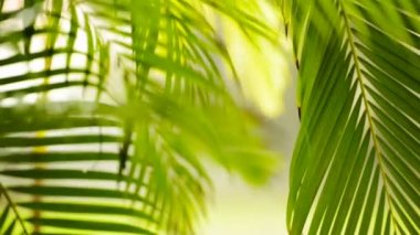 Orman yağmur odak kayması yapraklarda