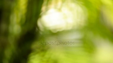 Ormanda yeşil Bokeh etkisi