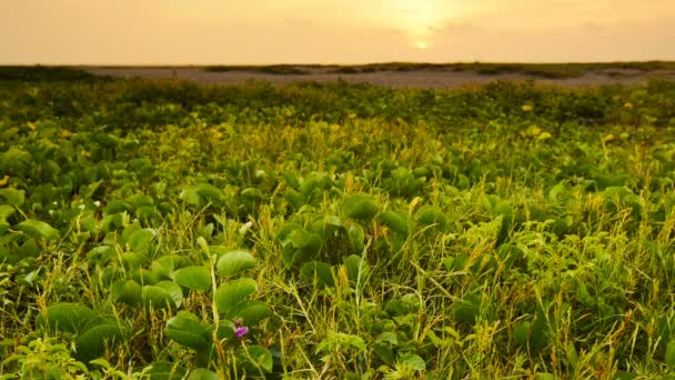 Chiapas Mexico Beach Peisaj Slow Zoom Out — Videoclip de stoc