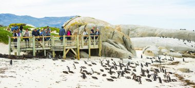 Kayalar Beach Güney Afrika Afrika penguenler