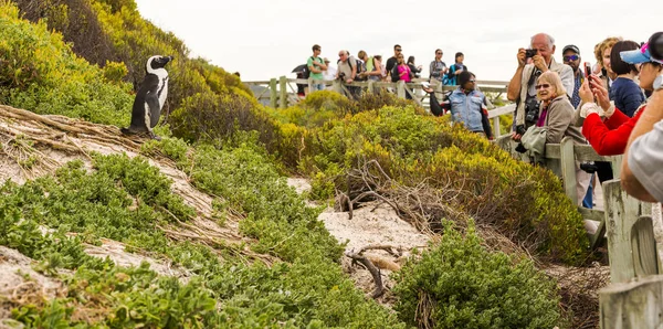 African Penguin in Cape Town, South Africa — Stock Photo, Image