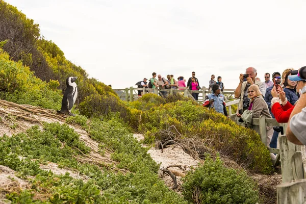 Африканский пингвин в Кейптауне, ЮАР — стоковое фото