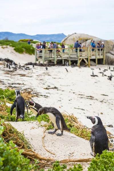 Afrikaanse pinguïns van Boulders Beach in Zuid-Afrika — Stockfoto